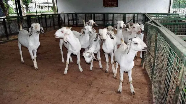 Goat Farming Bakri Palan